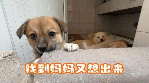 娱乐吃瓜酱中狗妈,娱乐吃瓜酱中的神秘力量